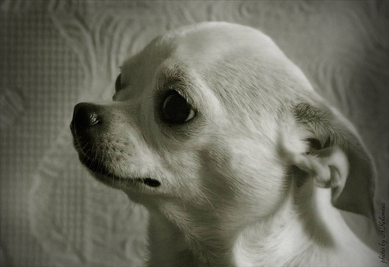 , Коломиец Алексей