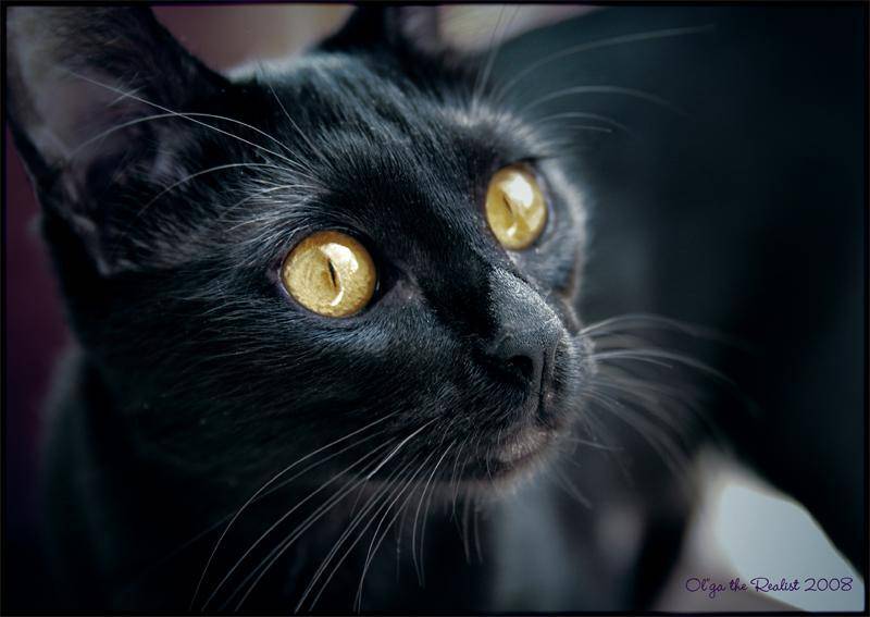 , Ольга Реалист