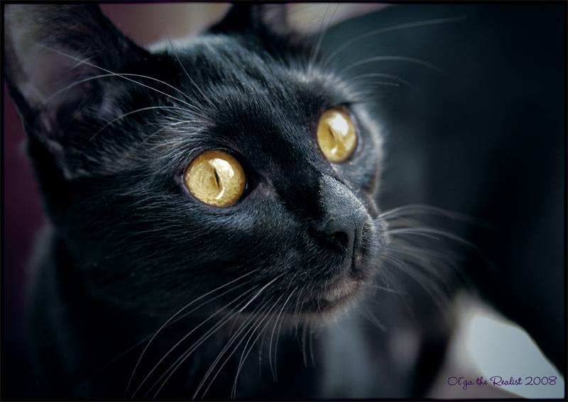 ...Сажа... фото превью