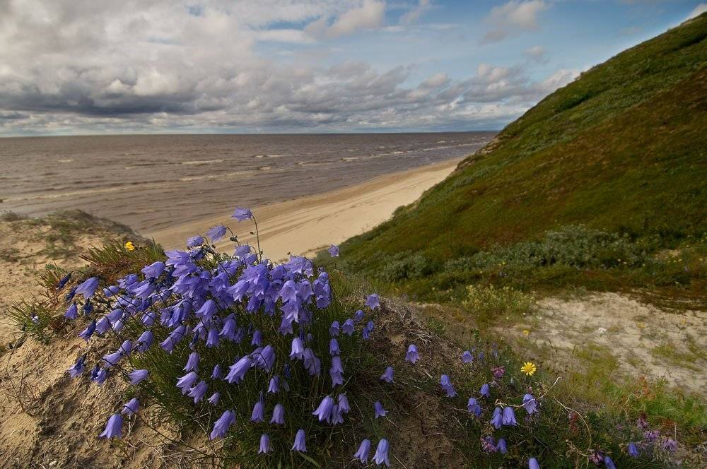 цветы, природа, север, Danil Husainov