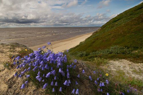 Цветы заполярья