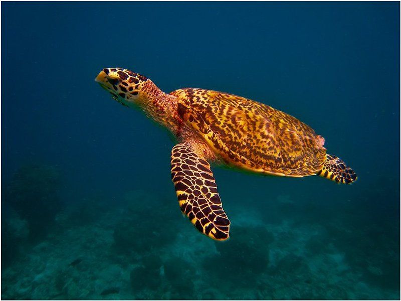 Парение - 2 фото превью