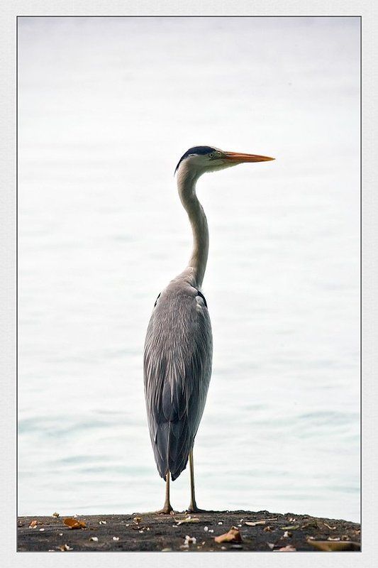 Грация фото превью