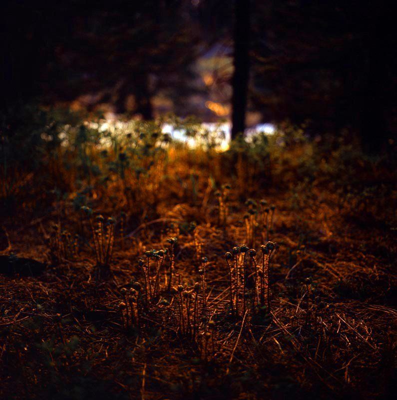 папоротник, весна, закат, лес, трава, горная природа, прибайкалье Папоротник родился фото превью