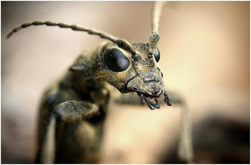 Ч У Ж О Й фото превью