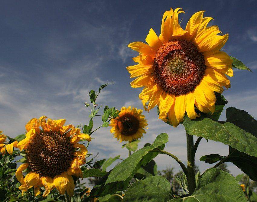 , Павел Дунюшкин