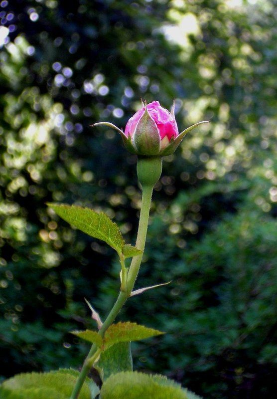 последние лучи фото превью
