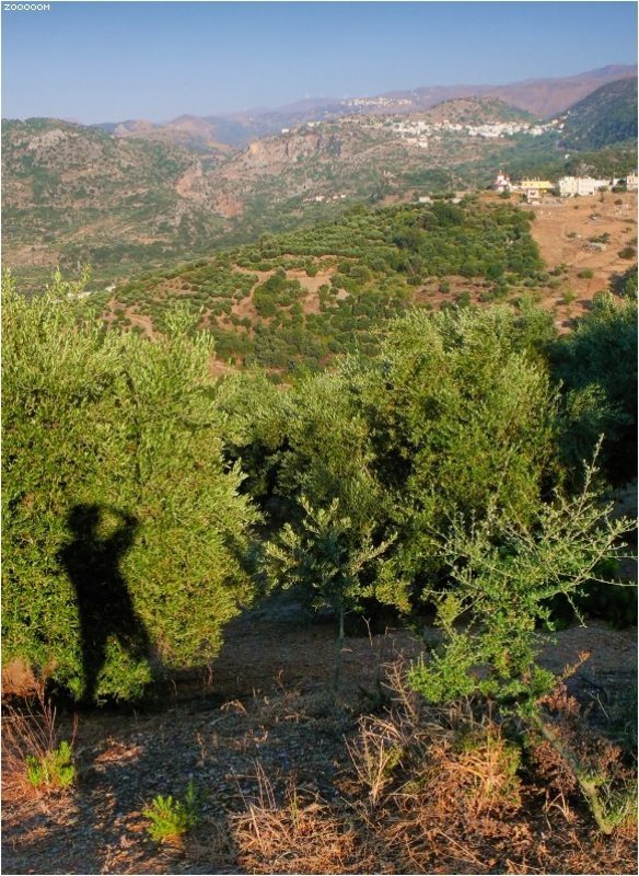 крит Оливковый \