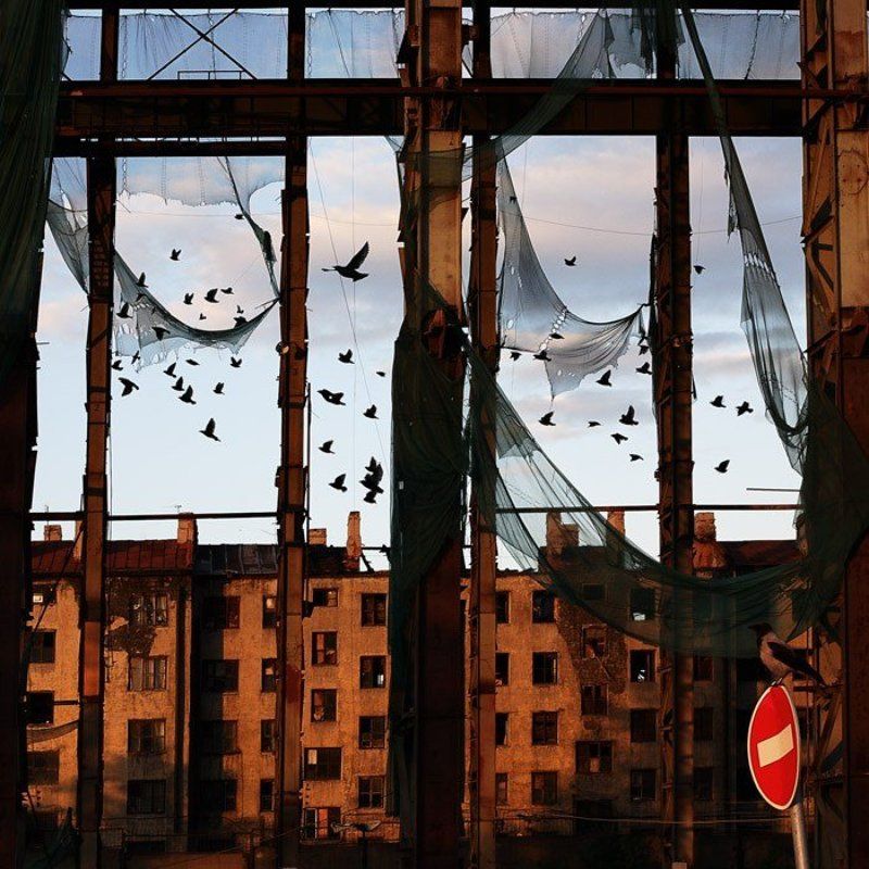 птицы, знак, ворона, город, питер, сети, время натягивать сети... фото превью