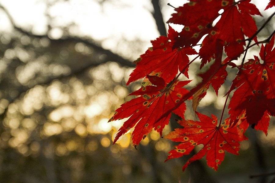 sirfisher, осень, клен, владивосток, Sir Fisher