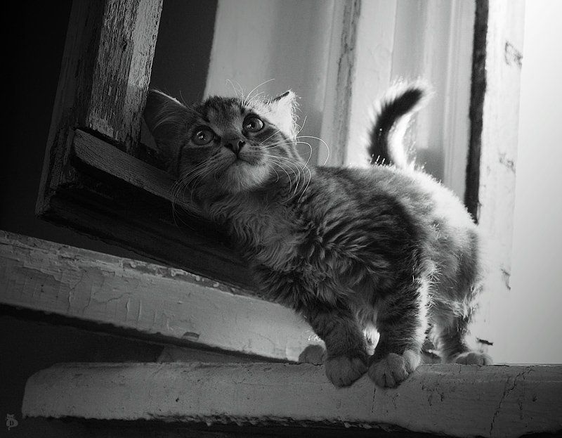 Мечтатель фото превью