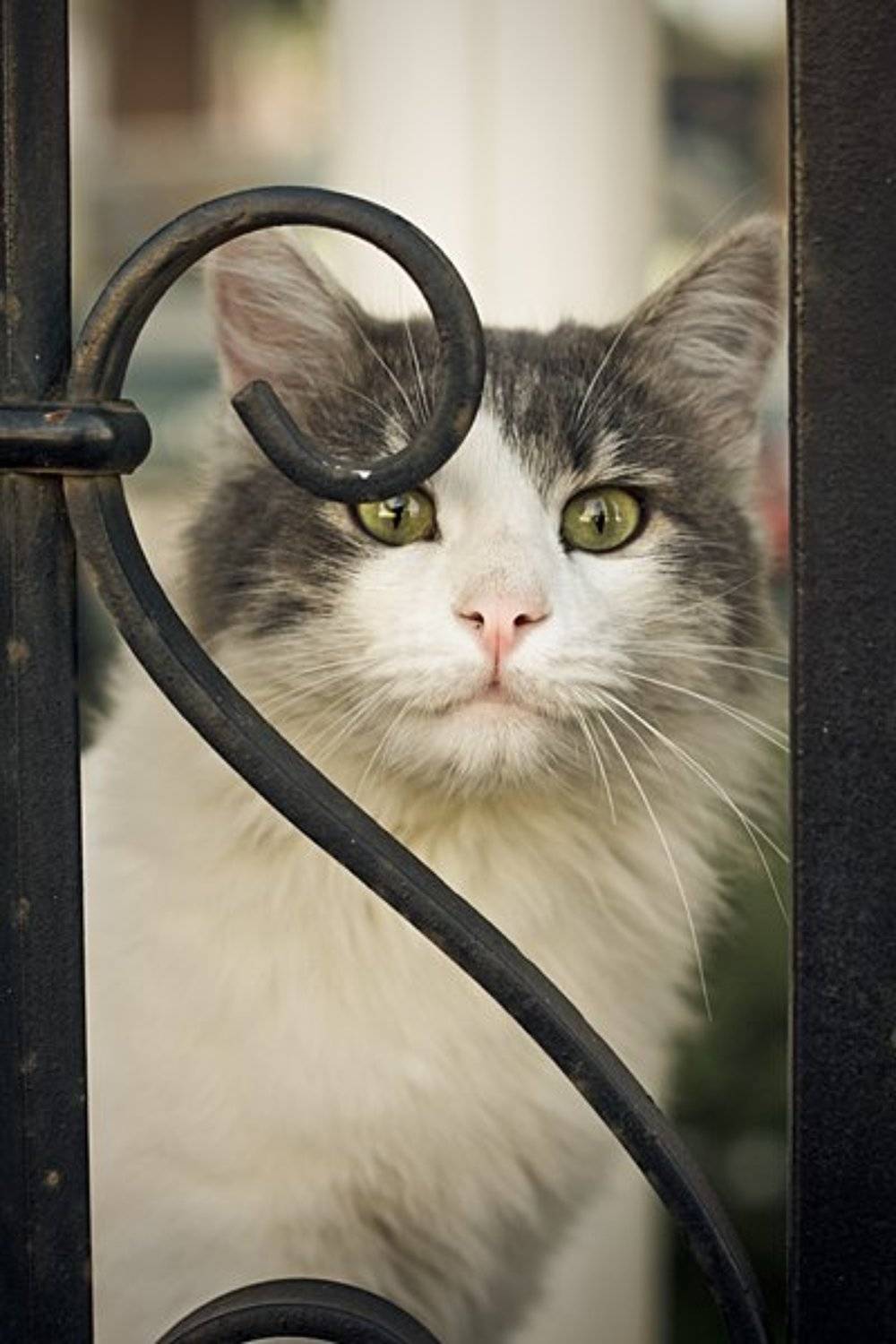 кот, кошка, Александр Решетняк