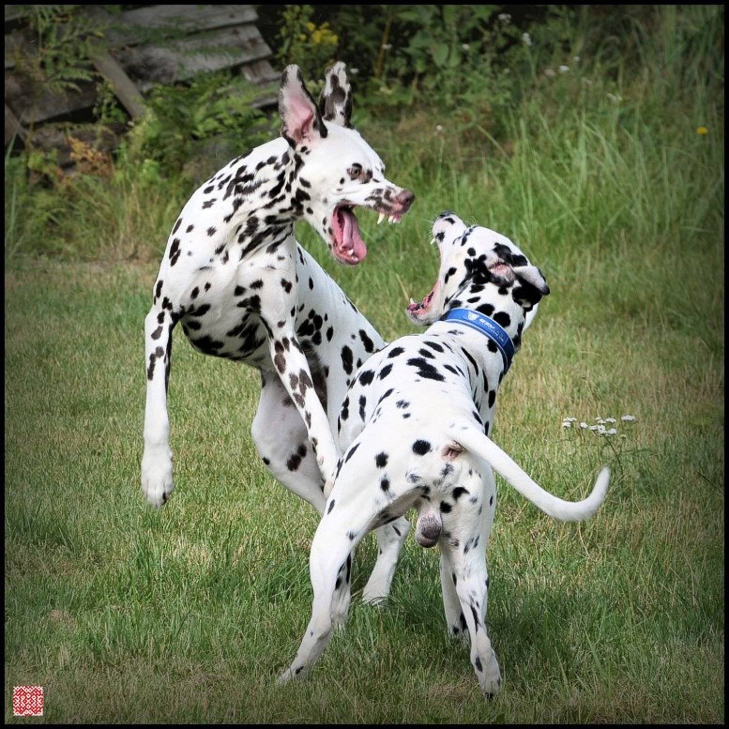 далматин, брат, зубы, игра, Cairns (Павел Васильев)