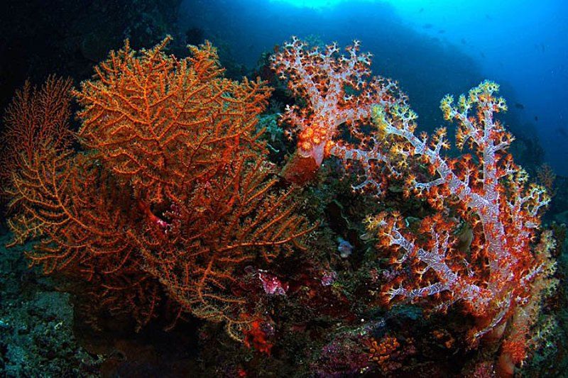 Магия кораллов фото превью