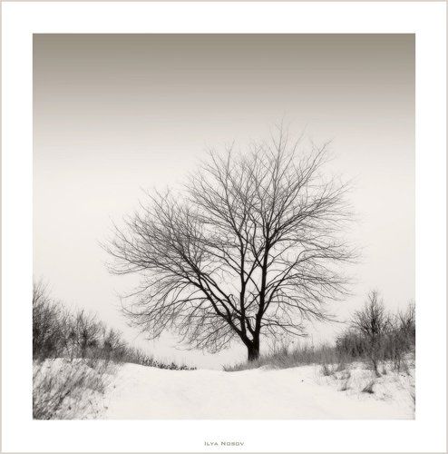 Дерево и тишина