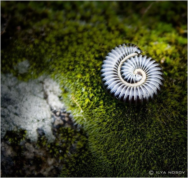 сороконожка Meditation фото превью
