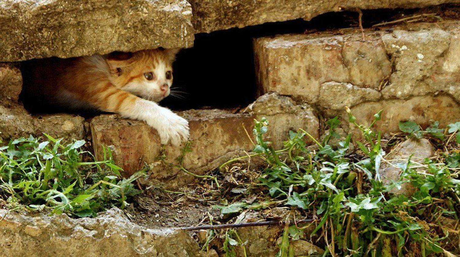 кот , рыжий, Safronoff Andrew