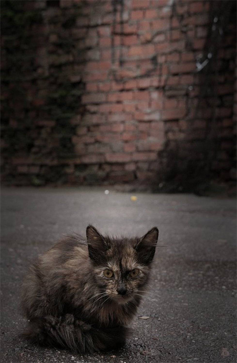 дождь, питерские дворы, Darn Cat