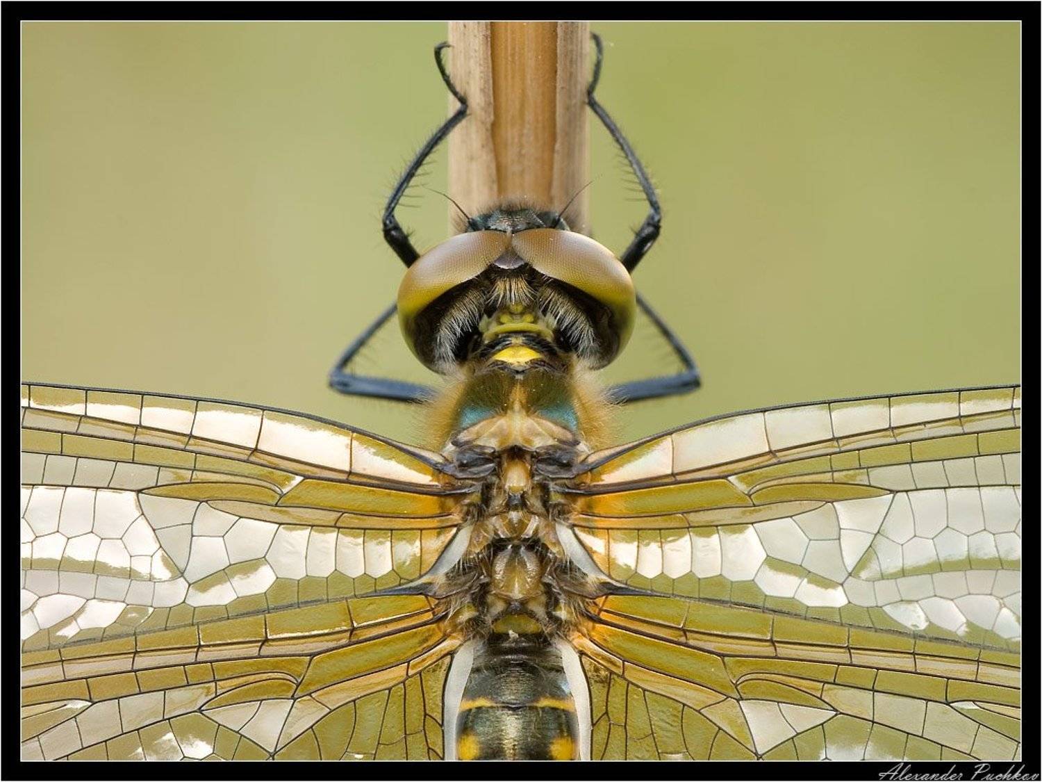 макро, стрекоза, витраж, Alexander Puchkov