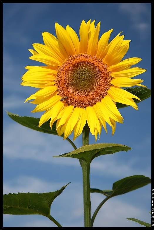 , Алексей Строганов