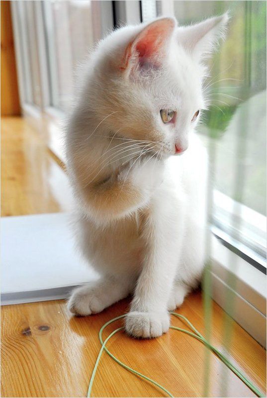 котенок Мася фото превью