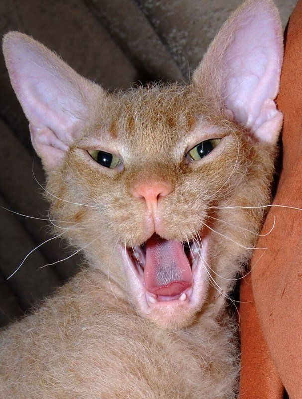 Санчес... фото превью