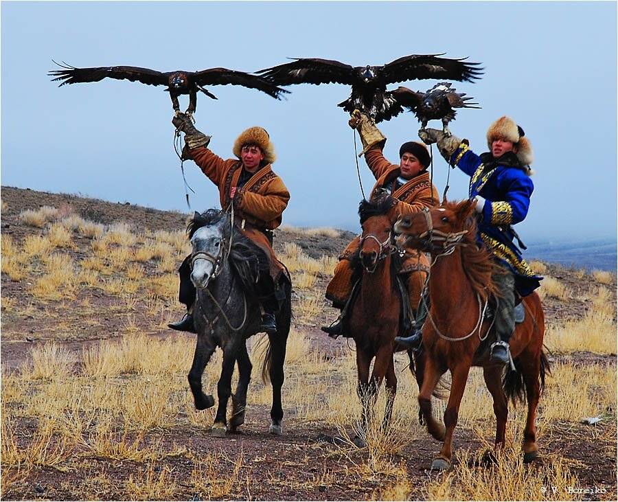 беркутчи, Вадько