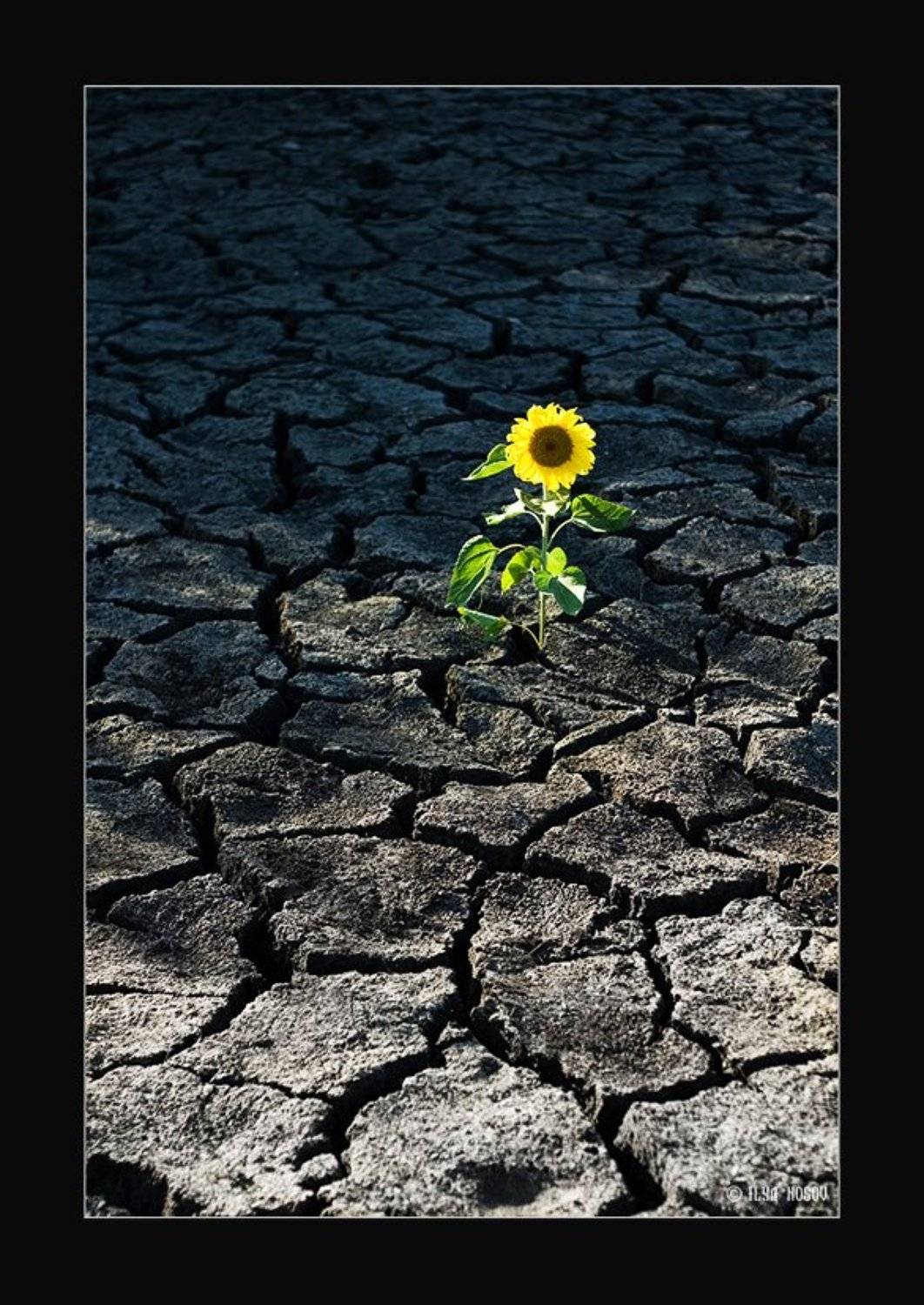 подсолнух, земля, Livtrasir