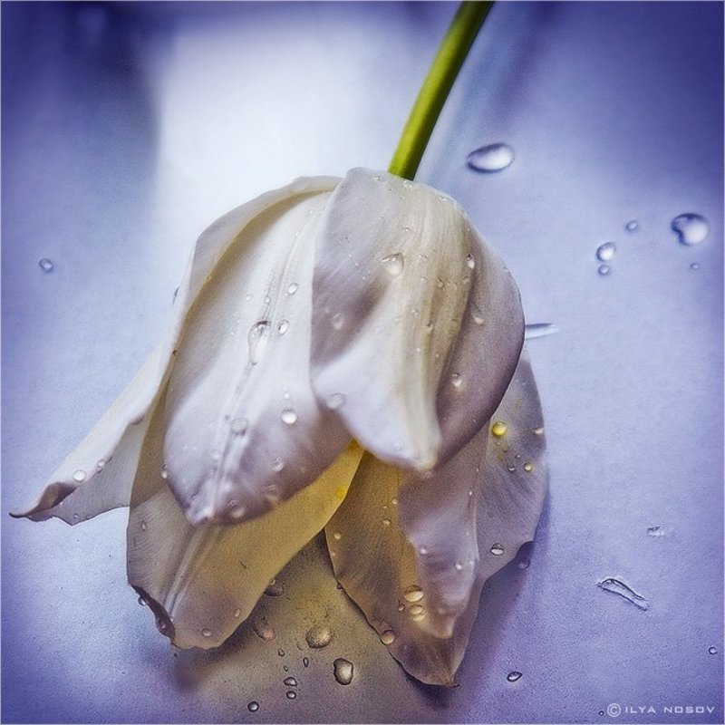 цветок, тюльпан Тление жизни фото превью