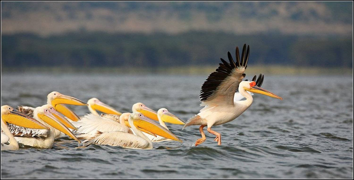 , Марина Кочетова