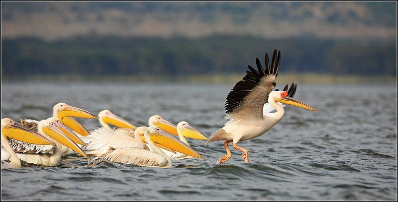 все за мной!! фото превью