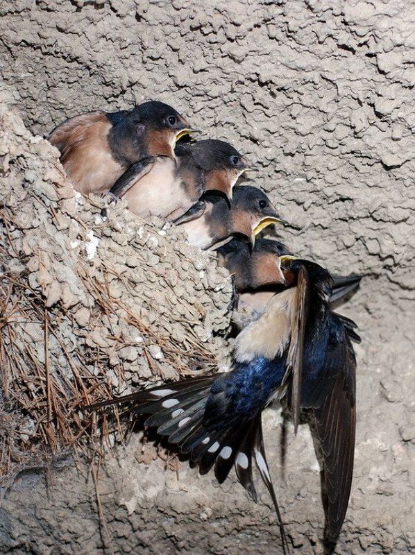 птенцы, ласточки Ласточки фото превью