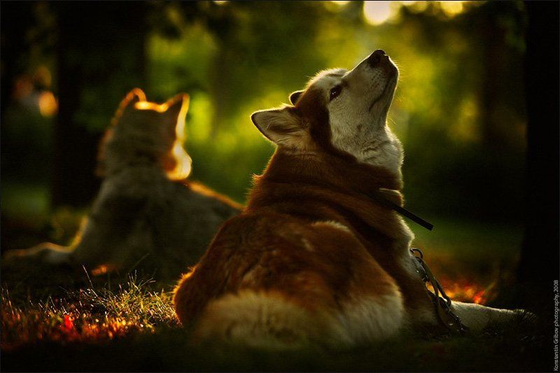 Нос по ветру! :) фото превью