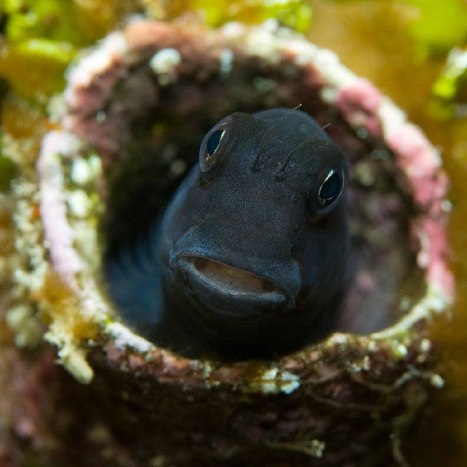 , Николай Строчков