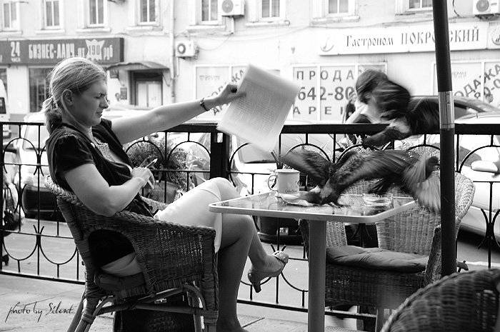 кафе пирок и птицы, Silent