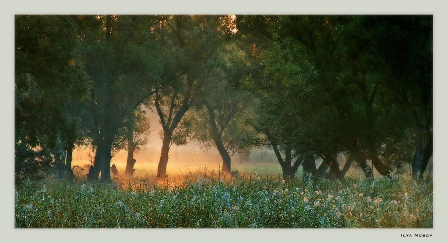 утро, лес, солнечный свет., Livtrasir