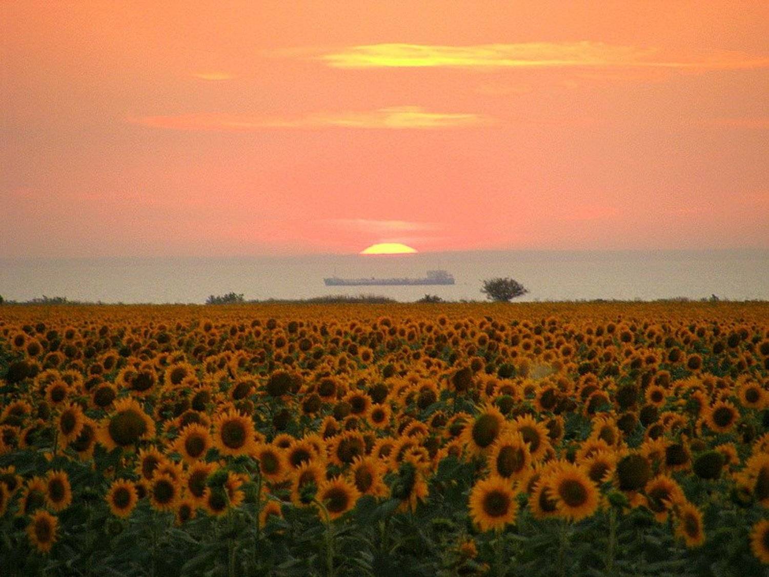 азов, подсолнухи, корабль, закат, Andi