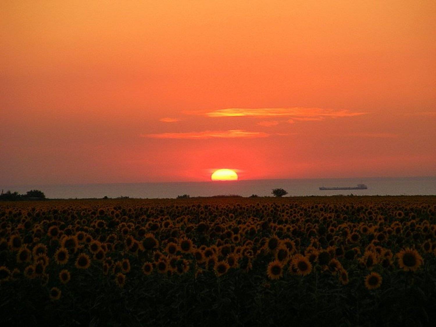 закат, азов, подсолнухи, баржа, Andi