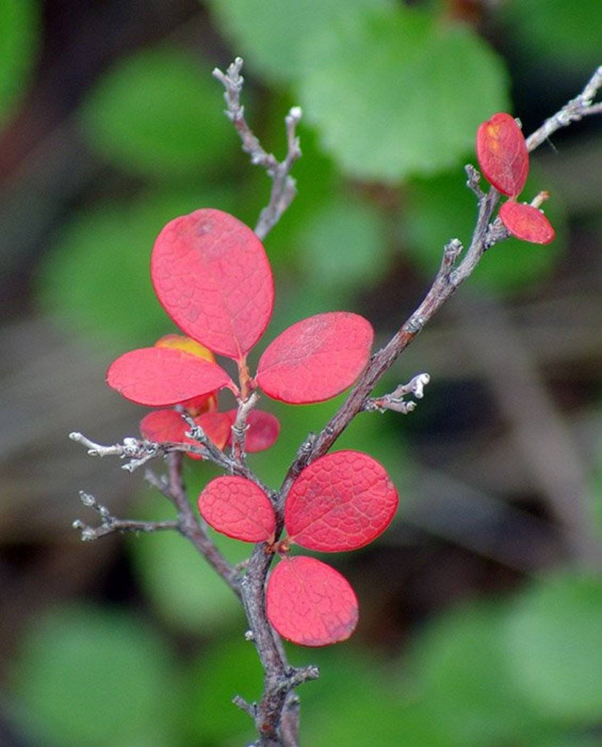 голубичник, Солодухин Виктор