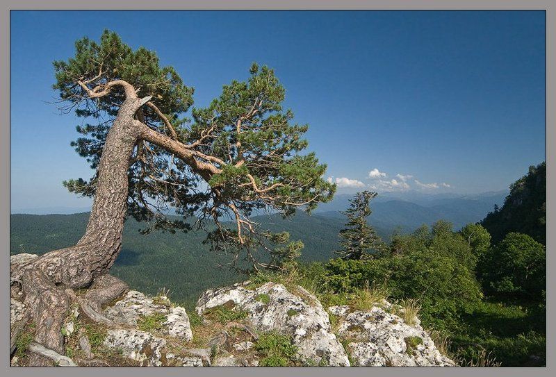 Лагонаки (5) фото превью