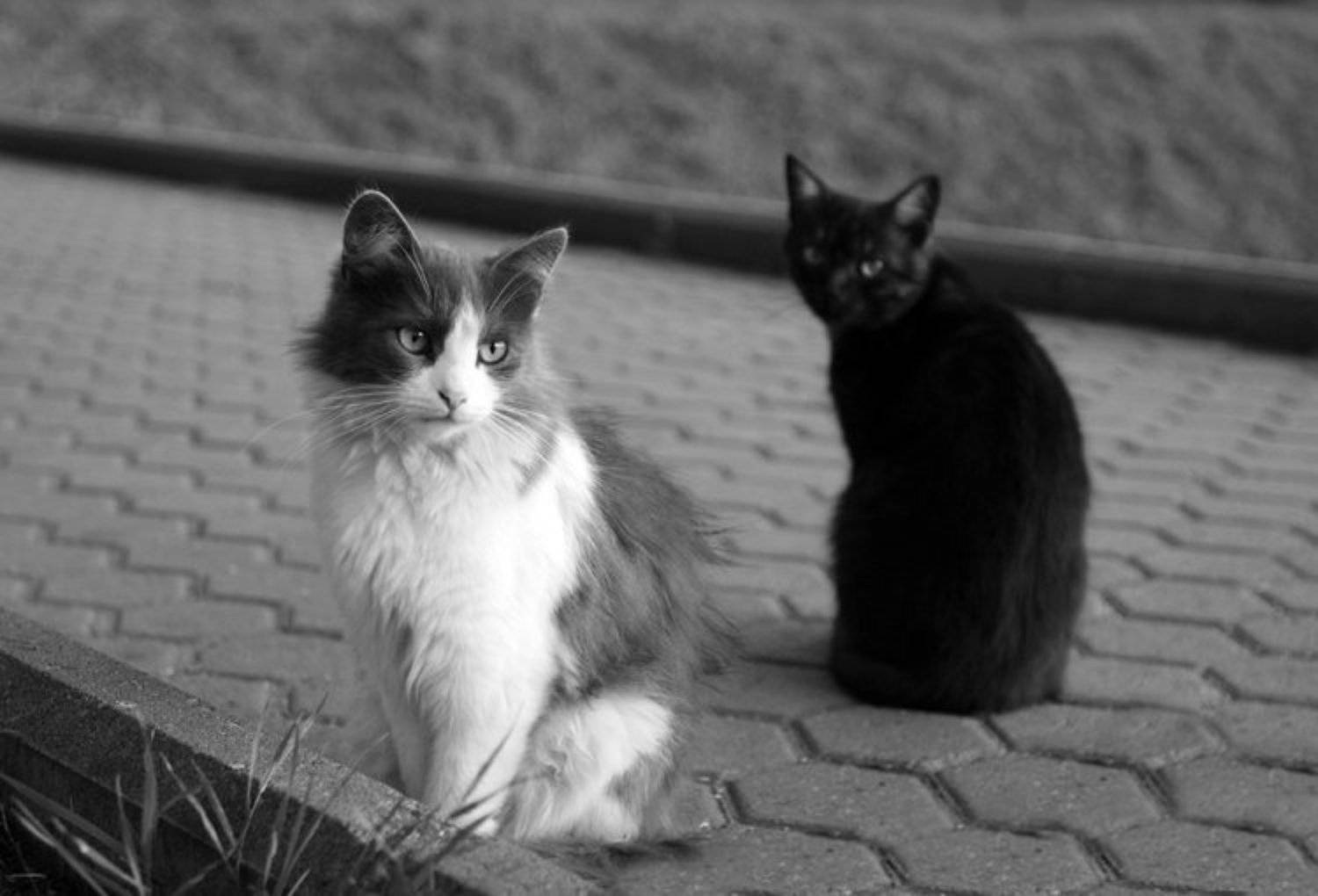 кот, кошка, ч/б, Lelya