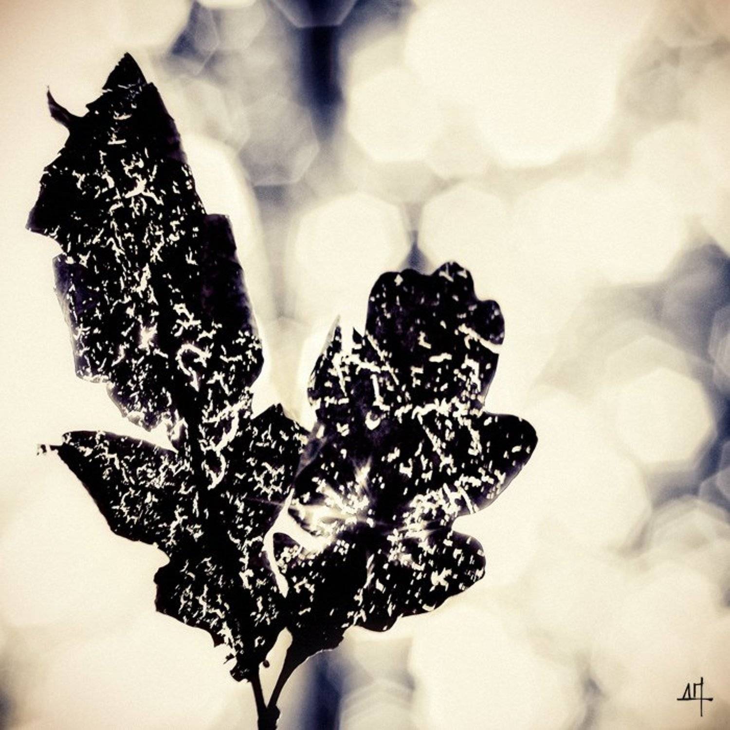 , Дмитрий Плотникофф