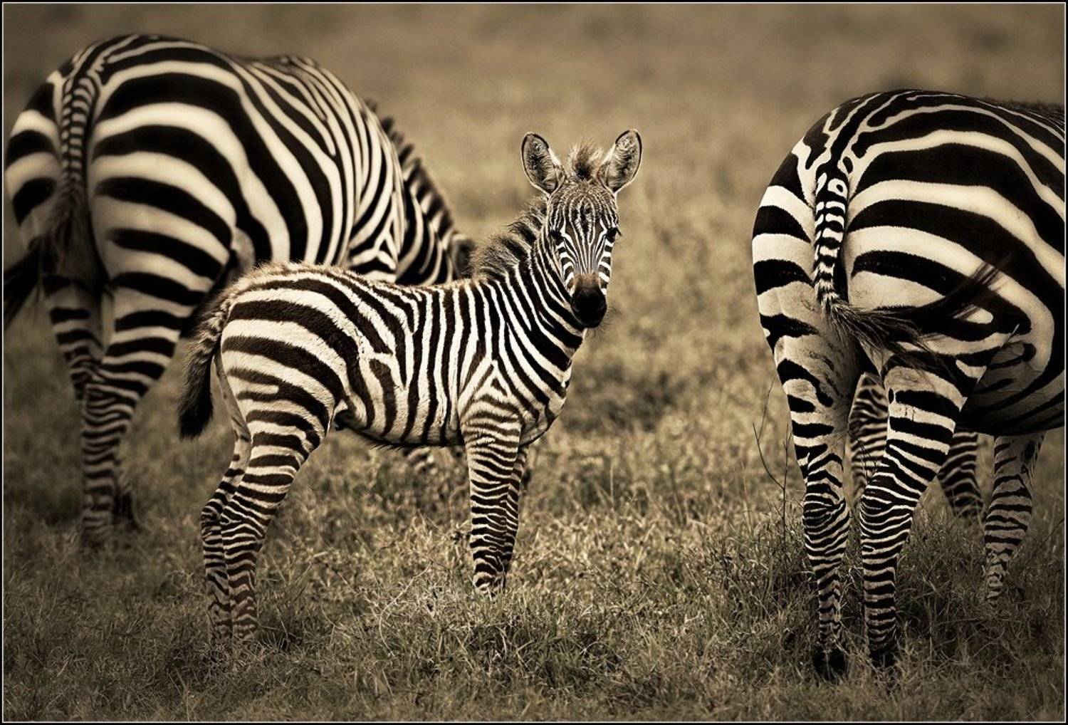 , Марина Кочетова