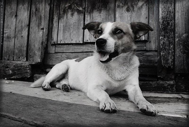 собака, пес, шарик, bioskiss