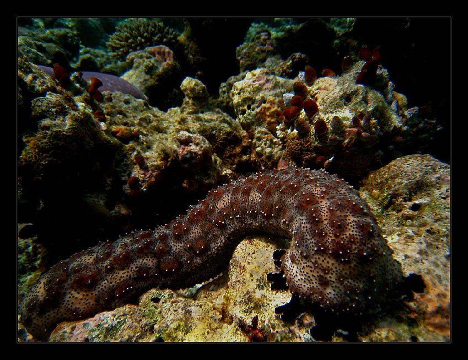 , Сергей Милицкий