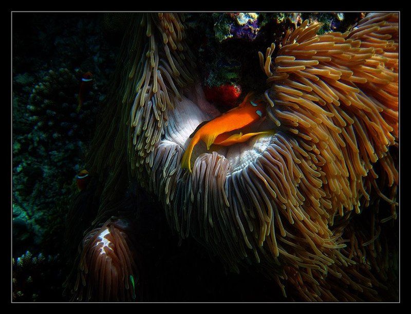 Ложе фото превью