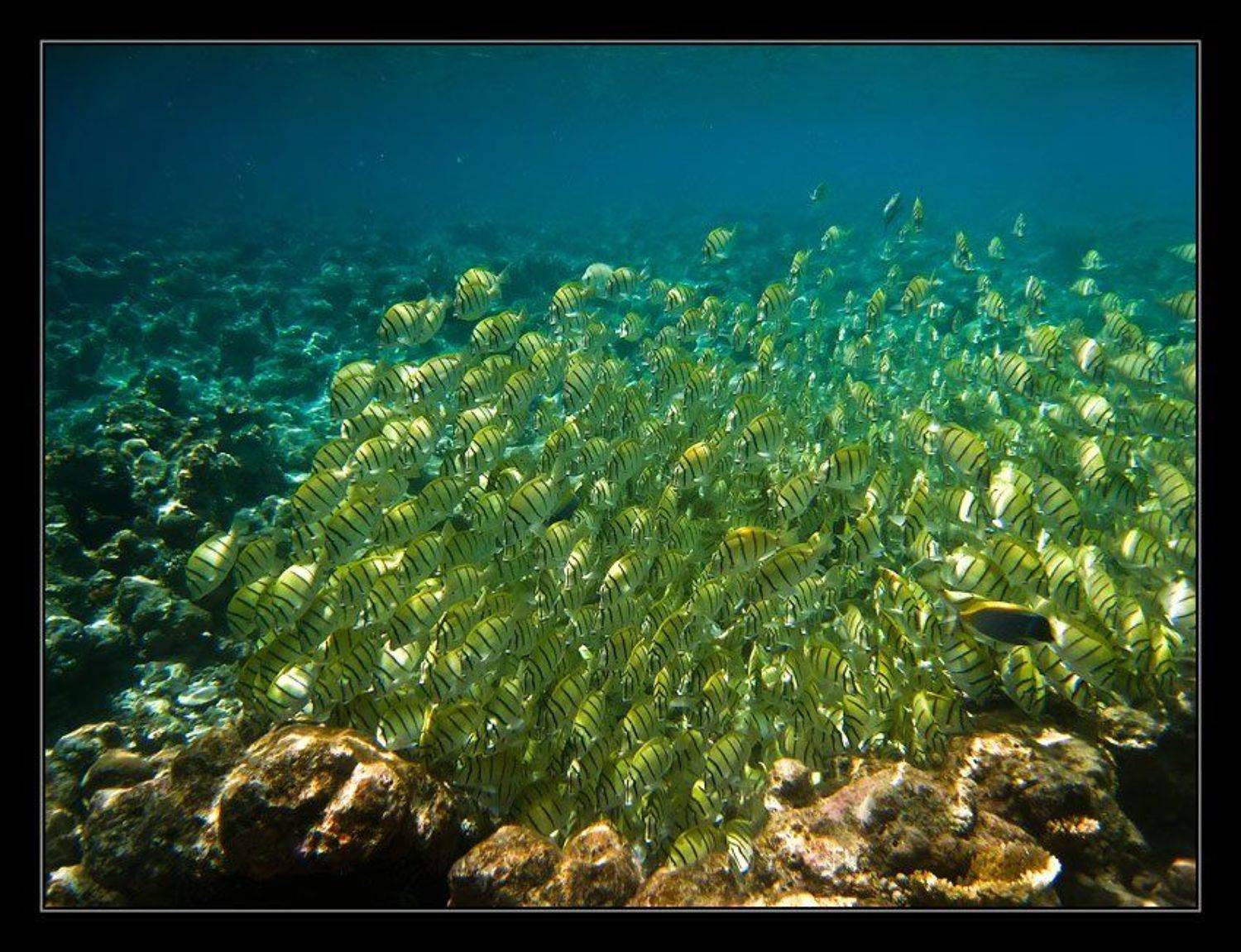 , Сергей Милицкий