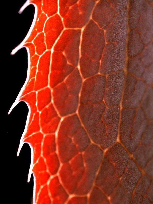 макро, контровый, свет, лист, бесерклет, зубчатый, пильчатый, зубчики, красный, что, угодно, еще Пила? фото превью