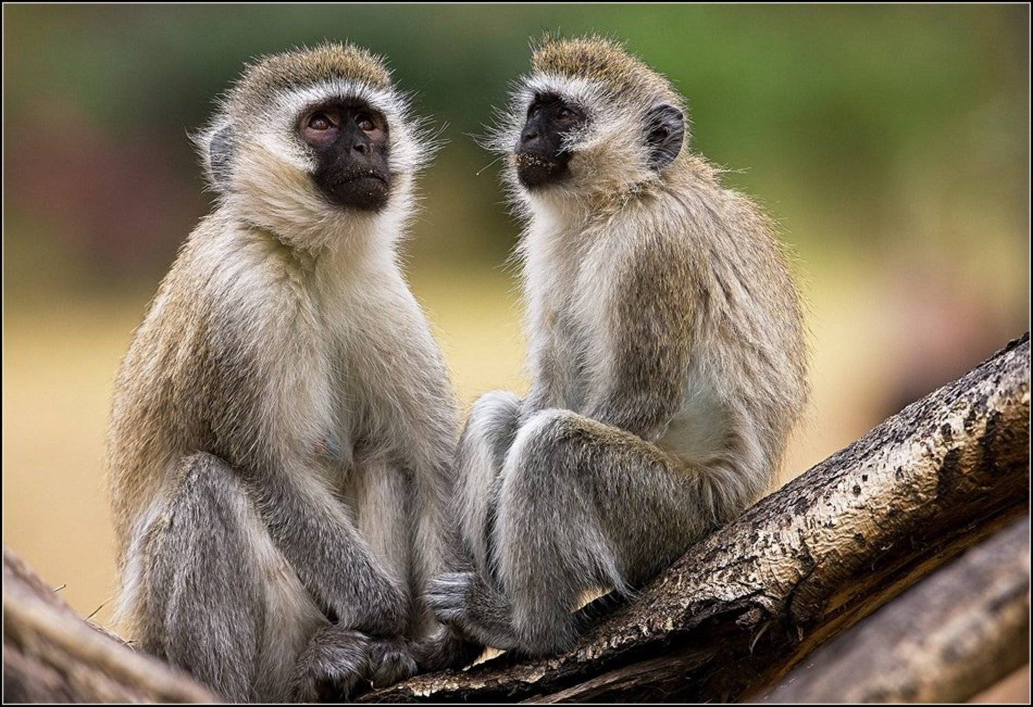 , Марина Кочетова