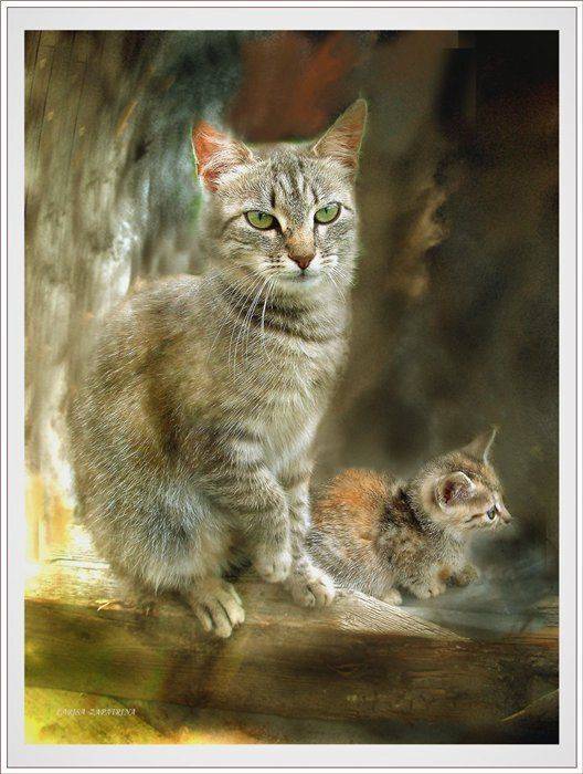 , Лариса Запатрина